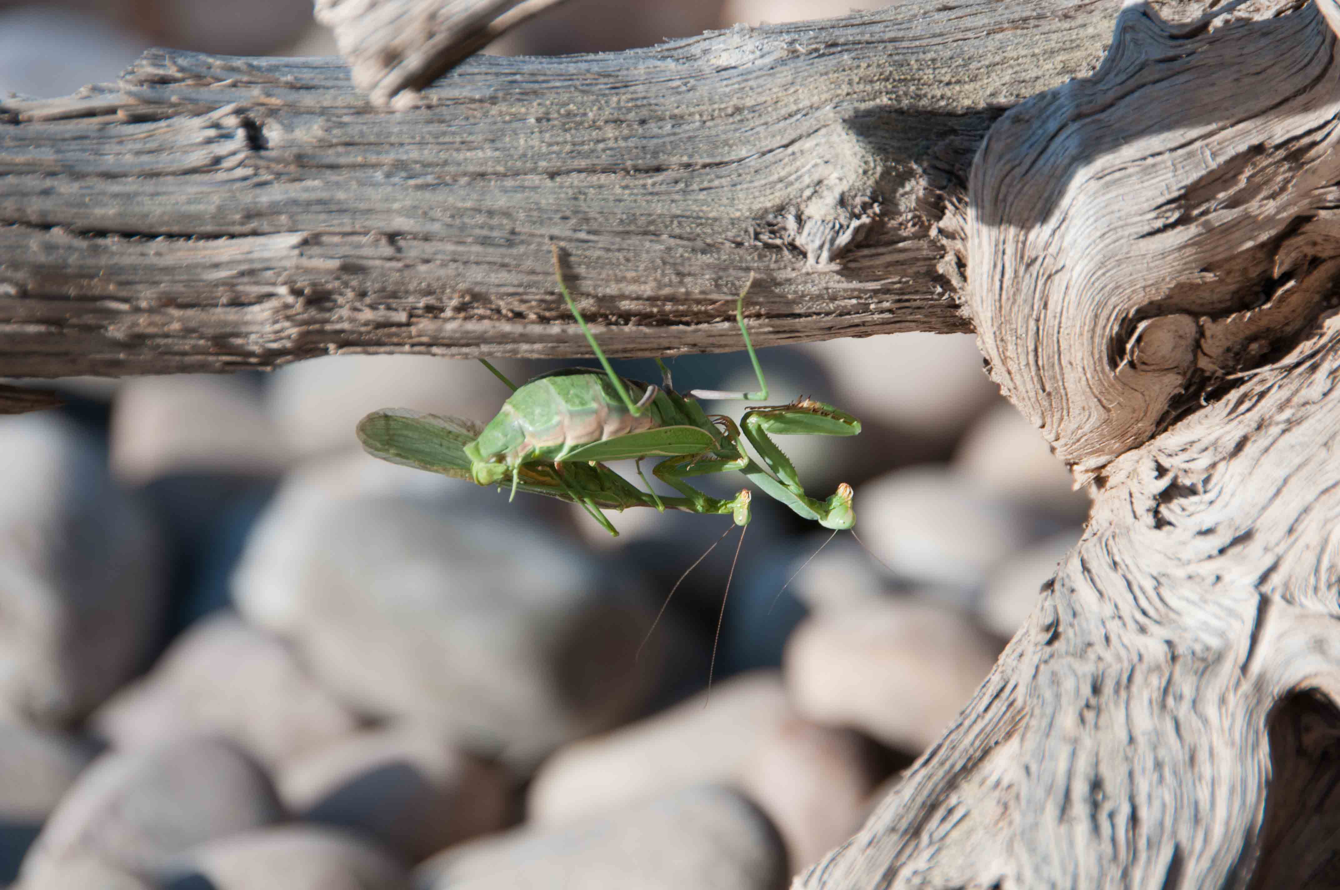 Praying Mantiss